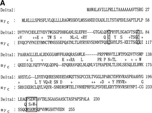 Fig. 2. Identity and similarity of δ1 to other known cytokine receptors. / (A) Alignment of the extracellular domains of δ1 and the mouse common γ receptor (γc). (B) Comparison of the sequences of various hematopoietic growth factor receptors. A match of the amino acid residue between δ1 and other receptors is indicated by “*” (identical) or “:” (similar). Previously defined regions of homology, termed homology box1 and 2, are shown. The box1 and box2 are short characteristic motifs found in the membrane-proximal regions of type 1 cytokine receptors.44The box1 motif is defined by the PXP motif (proline, X, proline) preceded by hydrophobic sequences. Box2 is defined as a cluster of hydrophobic amino acids harboring some negatively charged amino acids.