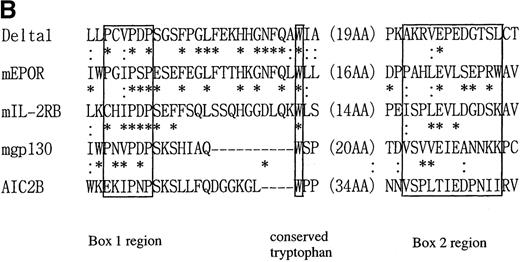 Fig. 2. Identity and similarity of δ1 to other known cytokine receptors. / (A) Alignment of the extracellular domains of δ1 and the mouse common γ receptor (γc). (B) Comparison of the sequences of various hematopoietic growth factor receptors. A match of the amino acid residue between δ1 and other receptors is indicated by “*” (identical) or “:” (similar). Previously defined regions of homology, termed homology box1 and 2, are shown. The box1 and box2 are short characteristic motifs found in the membrane-proximal regions of type 1 cytokine receptors.44The box1 motif is defined by the PXP motif (proline, X, proline) preceded by hydrophobic sequences. Box2 is defined as a cluster of hydrophobic amino acids harboring some negatively charged amino acids.