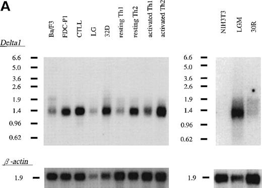 Fig. 3. Expression of δ1 in cell lines and mouse tissues. / (A) Northern blot hybridization of murine cell lines; 3 μg of poly(A)+ RNA were separated through 1.0% agarose formaldehyde gel and then blotted using a 32P-labeled δ1 probe. Mobilities of the RNA molecular weight marker are given in kilobases. (B) Northern blot hybridization of a mouse multiple tissue blot.