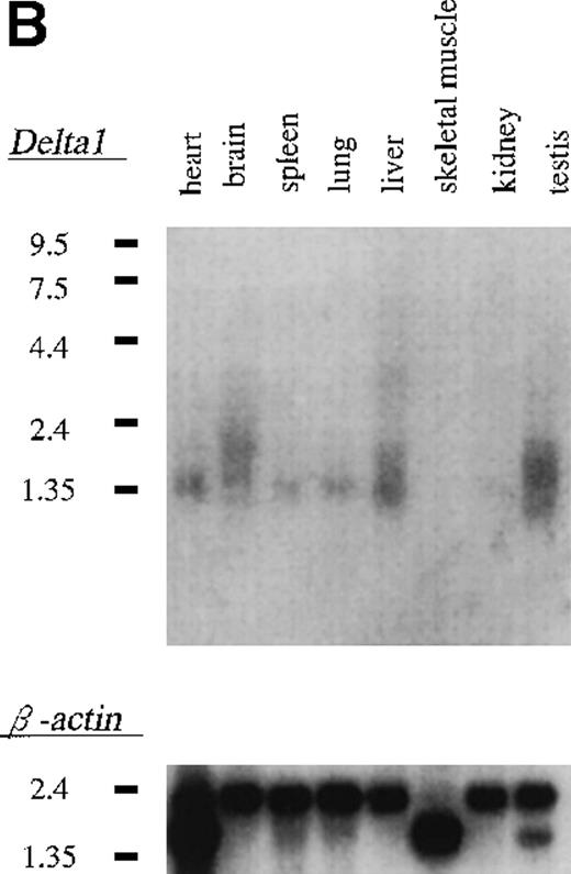 Fig. 3. Expression of δ1 in cell lines and mouse tissues. / (A) Northern blot hybridization of murine cell lines; 3 μg of poly(A)+ RNA were separated through 1.0% agarose formaldehyde gel and then blotted using a 32P-labeled δ1 probe. Mobilities of the RNA molecular weight marker are given in kilobases. (B) Northern blot hybridization of a mouse multiple tissue blot.