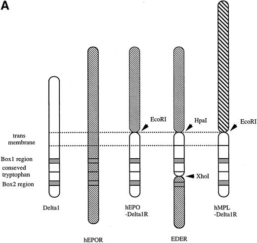 Fig. 4. Structure of chimeric receptors and factor responsiveness of FDC-P1 transfectants. / (A) Shown schematically are the wild type δ1 and EPOR together with the chimeras hEPO-δ1R, hEDER, and hMPL-δ1R. Fused domains are designated by restriction sites generated within cognate cDNAs. (B) Time course of growth of the FDC-P1 cells retrovirally transduced with various receptor constructs. Parental FDC-P1 and FDC-P1 cells expressing hEPOR, hEPOR-δ1R, EDER, and hMPL-δ1R were cultivated in the presense of 1 ng/mL of mIL-3, 2 U/mL of hEPO, 2 U/mL of hEPO, 2 U/mL of hEPO, and 100 ng/mL of hTPO, respectively, and the cell number was counted at the indicated times.