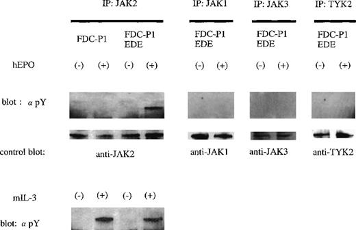 Fig. 5. Activation of JAK2 kinase through the ectopically expressed chimeric EDE receptor in FDC-P1 cells. / The ability of the chimeric receptor EDER to mediate hEPO- dependent activation of JAK kinases was assayed by immunoprecipitation with antibody to JAK2 and Western blotting with antibody to phosphotyrosine (monoclonal antibody 4G10). Reprobing was carried out using the anti-JAK2 antibody after stripping. Similar analyses were also performed using anti-JAK1, anti-JAK3, and anti-TYK2 antibodies.