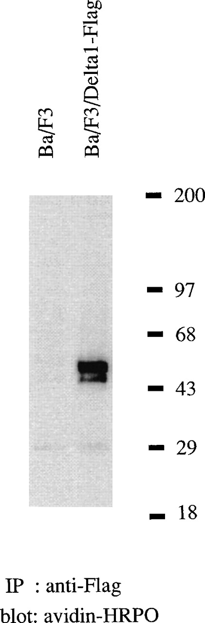 Fig. 6. Immunoprecipitation of tagged-δ1 expressed on Ba/F3 cells, under reducing conditions. / Ba/F3 cells transduced with tagged-δ1 and parenteral cells were surface-labeled with sulfo-NHS-LC-biotin, and the cell lysates were precipitated with anti-FLAG antibody followed by the blotting with streptavidin-horseradish peroxidase. Positions of δ1-FLAG (arrowhead) and molecular weight markers are indicated.