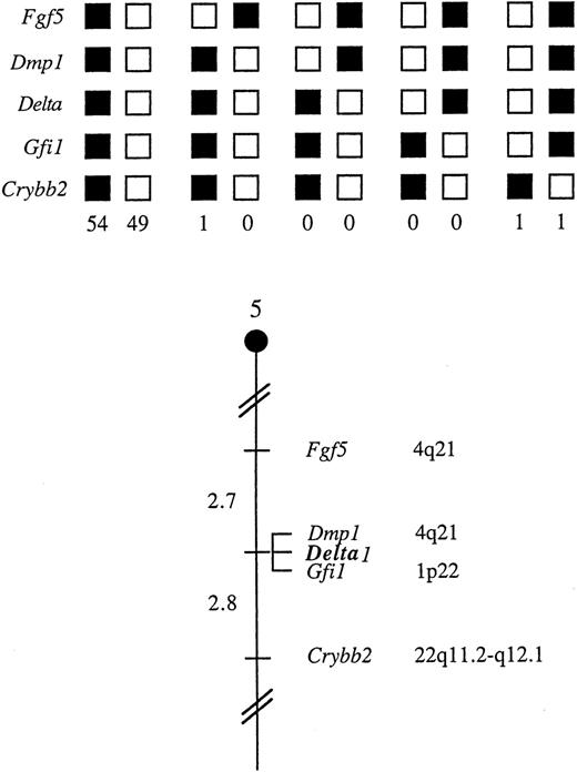 Fig. 7. δ1 maps in the central region of mouse chromosome 5. / δ1 was placed on mouse chromosome 5 by interspecific backcross analysis. The segregation patterns of δ1 and flanking genes in 106 backcross animals that were typed for all loci are shown at the top. For individual pairs of loci, more than 106 mice were typed. Each column represents the chromosome identified in the backcross progeny that was inherited from the (C57BL/6J x M. spretus) F1 parental. The shaded boxes represent the presence of a C57BL/6J allele, and white boxes represent the presense of an M. spretus allele. The number of offspring inheriting each type of chromosome is listed at the bottom of each column. A partial chromosome 5 linkage map showing the location of δ1 in relation to linked genes is shown at the bottom. Recombination distances between loci (in centimorgans) are shown to the left of the chromosome, and the positions of loci in human chromosomes, where known, are shown to the right. References for the human map positions of loci cited in this study can be obtained from GDB (Genome Data Base), a computerized database of human linkage information maintained by The William H. Welch Medical Library of The Johns Hopkins University (Baltimore, MD).