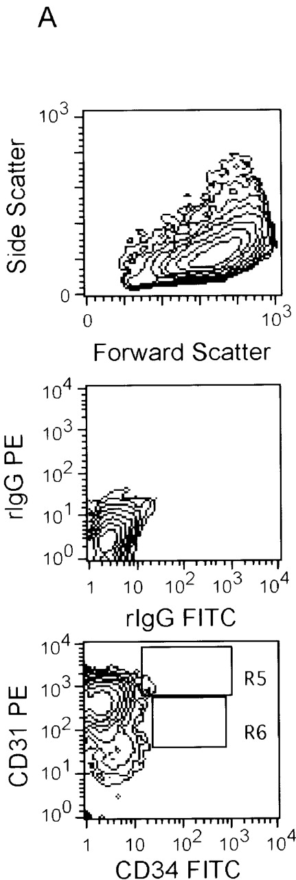 Fig. 1. Effect of BMP-4 on the differentiating ES cells. Undifferentiated E14 ES cells (day 0) were stained with anti-CD31-PE and anti-CD34-FITC monoclonal antibodies (A). The ES cells were also induced to differentiate for 7 days in the serum-free medium with or without 2 ng/mL BMP-4 or in the serum-containing medium, and they were analyzed with anti-CD45-PE, Ter119-PE, or CD31-PE, and anti-CD34-FITC monoclonal antibodies (B). The scatter patterns as well as the isotype control staining patterns (rIgG-FITC/rIgG-PE) for the undifferentiated ES cells and EB cells are shown in the top two panels of A, and in the two panels of the left most column of B, respectively. The region R7 represents the CD45+ cell population, and R3 represents the Ter119+ cell population. R5 corresponds to CD34+ CD31hi cells, and R6 corresponds to CD34+ CD31lo cells. (A) R5: 0.16%; R6: 0.03%. (B, left to right) R7: 0.0%, 1.2%, 3.1%; R3: 0.41%, 3.2%, 14.1%; R5: 0.30%, 3.4%, 2.0%; R6: 0.37%, 2.4%, 6.5%. R4 was used as a gate for sorting CD34+ CD45− cells in Table 2.