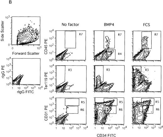 Fig. 1. Effect of BMP-4 on the differentiating ES cells. Undifferentiated E14 ES cells (day 0) were stained with anti-CD31-PE and anti-CD34-FITC monoclonal antibodies (A). The ES cells were also induced to differentiate for 7 days in the serum-free medium with or without 2 ng/mL BMP-4 or in the serum-containing medium, and they were analyzed with anti-CD45-PE, Ter119-PE, or CD31-PE, and anti-CD34-FITC monoclonal antibodies (B). The scatter patterns as well as the isotype control staining patterns (rIgG-FITC/rIgG-PE) for the undifferentiated ES cells and EB cells are shown in the top two panels of A, and in the two panels of the left most column of B, respectively. The region R7 represents the CD45+ cell population, and R3 represents the Ter119+ cell population. R5 corresponds to CD34+ CD31hi cells, and R6 corresponds to CD34+ CD31lo cells. (A) R5: 0.16%; R6: 0.03%. (B, left to right) R7: 0.0%, 1.2%, 3.1%; R3: 0.41%, 3.2%, 14.1%; R5: 0.30%, 3.4%, 2.0%; R6: 0.37%, 2.4%, 6.5%. R4 was used as a gate for sorting CD34+ CD45− cells in Table 2.