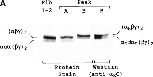 Fig. 2. Characterization of fibrinogen species in peaks A and B. (A) Unreduced samples and (B) reduced samples. Fibrinogen (Fib I-2) represents the material added, and peak A and peak B represent the material eluted from the anion exchange column of Figure 1. Western blot analysis was performed with either polyclonal anti-αEC #9395 or monoclonal anti-α(603-610). Samples in the upper panel were electrophoresed on 4-15% SDS-PAGE gels; proteins in the lower panels were separated on homogeneous 12% SDS-PAGE gels. Positions of various hexamers (A) and individual chains (B) are indicated. dα and dαE refer to degraded α and αE, respectively. All designated α gene-derived species were recognized by 1D4, an antibody specific for an epitope in the center of the αC region (not shown).