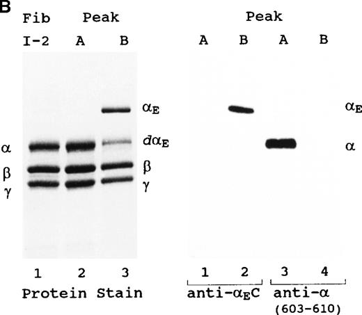 Fig. 2. Characterization of fibrinogen species in peaks A and B. (A) Unreduced samples and (B) reduced samples. Fibrinogen (Fib I-2) represents the material added, and peak A and peak B represent the material eluted from the anion exchange column of Figure 1. Western blot analysis was performed with either polyclonal anti-αEC #9395 or monoclonal anti-α(603-610). Samples in the upper panel were electrophoresed on 4-15% SDS-PAGE gels; proteins in the lower panels were separated on homogeneous 12% SDS-PAGE gels. Positions of various hexamers (A) and individual chains (B) are indicated. dα and dαE refer to degraded α and αE, respectively. All designated α gene-derived species were recognized by 1D4, an antibody specific for an epitope in the center of the αC region (not shown).