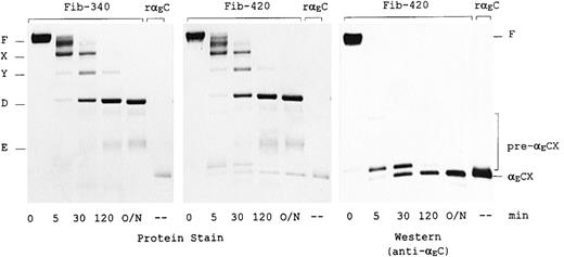 Fig. 5. Plasmin digestion of fibrinogen-420 and fibrinogen-340. The first 5 lanes in each panel contain purified fibrinogen (3.4 μg/lane), either fibrinogen-420 or fibrinogen-340; the sixth contains 0.5 μg recombinant human αEC (rαEC), which migrates at 34 kd.14 Proteins were separated on 4% to 15% SDS-PAGE gels under nonreducing conditions. Left and middle panels: Gelcode blue stain. Right panel: Western blot analysis of fibrinogen-420 using monoclonal anti-αEC #29-1. Positions of fibrinogen (F) and fragments X, Y, D, and E are indicated, as are those of the αE-containing cleavage products αECX and its precursors (pre-αECX); the larger precursors can only be seen in overexposures.