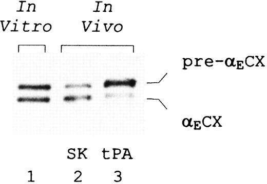 Fig. 6. Presence of E-containing plasmin cleavage products in vivo. In vitro: a 30-minute time point from plasmin digestion of purified fibrinogen-420 (see Figure 5). In vivo: plasma samples were collected from patients with myocardial infarction 30 minutes into treatment with either streptokinase (SK) or tissue plasminogen activator (tPA). Proteins were separated on 10% SDS-PAGE gels under nonreducing conditions, Western blotted, and detected using monoclonal anti-αEC #29-1. Positions of the split products, αECX and its precursor pre-αECX, are indicated.