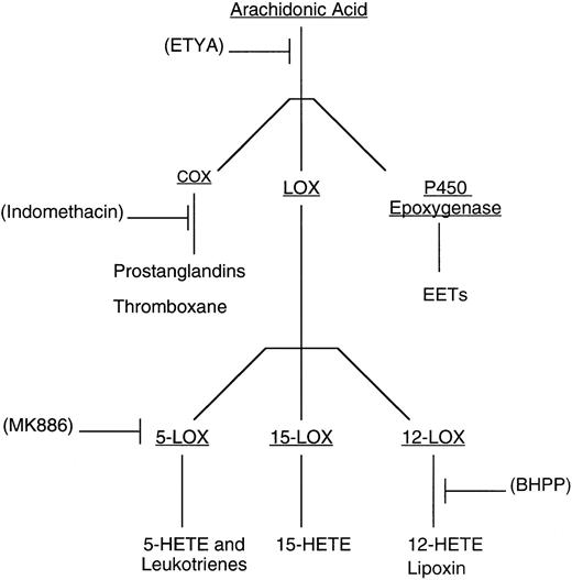 Fig. 1. Scheme of AA metabolism. / The AA released from phospholipids by PLA2 activity is metabolized by the COX pathways to various prostaglandins and thromboxanes (left), by the LOX pathways to various HETEs, leukotrienes, and lipoxins42-44 (middle), and by P-450 epoxygenase to epoxyeicosatrienoic acids (right). The proposed site of action for the inhibitors used in this study is shown in parentheses.