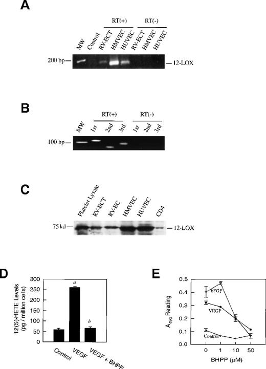 Fig. 2. Expression of platelet-type 12-LOX in endothelial cells and its role in cell proliferation. / (A) RT-PCR detection of 12-LOX expression in endothelial cells. Total RNA was isolated and processed for double-round RT-PCR using primers designed on the basis of human platelet-type 12-LOX sequence as described in “Materials and Methods.” Control, no RNA present in PCR or RT reaction mixtures as controls for the quality of PCR; RT(−), no reverse transcriptase present in RT reaction mixtures as controls for the possible contamination of DNA in RNA samples; RT(+), reverse transcription present. (B) RT-PCR detection of platelet-type 12-LOX expression in RV-ECT cells. The primer combinations for 1st, 2nd, and 3rd are described in “Materials and methods.” The target sizes of the final PCR product from 1st, 2nd, and 3rd primer combinations are 111 bp, 62 bp, and 88 bp, respectively. (C) Immunoblot analysis of 12-LOX expression in endothelial cells. The blot was probed with a rabbit polyclonal antibody to human platelet-type 12-LOX. (D) Inhibition of VEGF-stimulated 12-LOX activity by BHPP. Cell treatment and measurement of 12(S)-HETE are detailed in “Materials and methods.” Columns, average levels of 12(S)-HETE per 1 × 106 cells (n = 3); bars, SE. a,P < .01 when compared with the unstimulated control; b,P < .05 when compared to the VEGF-stimulated cells. (E) Involvement of endothelial 12-LOX in bFGF- or VEGF-stimulated cell proliferation. HUVEC cells were plated in 96-well culture plates. Cell proliferation was stimulated with 10 ng/mL bFGF (open triangle) or 10 ng/mL VEGF (filled circle) in EBM-2 with 2% FBS. Cells with no bFGF or VEGF stimulation were used as controls (open circle). 48 hours after treatment with graded levels of BHPP, cell numbers were measured by an MTS method as described in “Materials and methods.” Data point, mean from quadruplicate determination; bars, SE from quadruplicate of treatment.