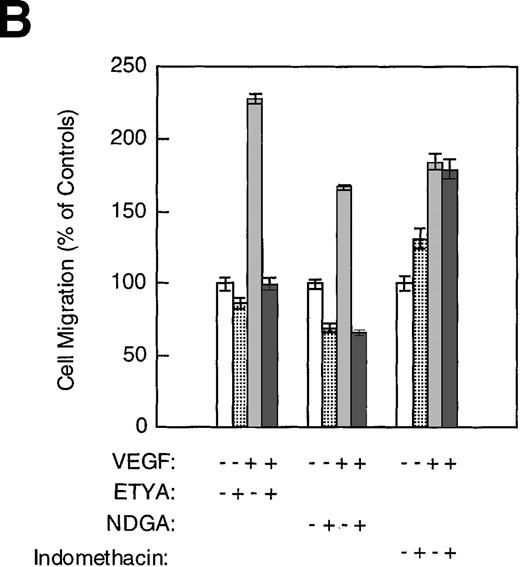 Fig. 3. Arachidonate metabolites in endothelial cell migration. / The migration assays were performed as described in “Materials and methods.” (A) Stimulation of RV-ECT migration by arachidonic acid (1 μmol/L), bFGF (10 ng/ml), and VEGF (10 ng/ml). (B) VEGF-stimulated RV-ECT migration involves lipoxygenase-dependent arachidonic acid metabolism. Treatment: VEGF, 10 ng/mL; ETYA, 5 μmol/L; NDGA, 50 μmol/L; indomethacin, 50 μmol/L. −, absence of treatment (vehicle only); +, presence of treatment. (C) Differential effects on RV-ECT cell migration by various HETEs. (D) Modulation of RV-ECT cell migration by 12-LOX inhibitor BHPP and 12(S)-HETE. Columns, percentage of the average number of cells migrated when compared with the controls; bars, SE (a, P < .05; b, P < 0.01; Student's t test). All migration assays were repeated at least 4 times.