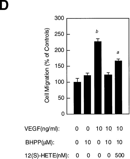 Fig. 3. Arachidonate metabolites in endothelial cell migration. / The migration assays were performed as described in “Materials and methods.” (A) Stimulation of RV-ECT migration by arachidonic acid (1 μmol/L), bFGF (10 ng/ml), and VEGF (10 ng/ml). (B) VEGF-stimulated RV-ECT migration involves lipoxygenase-dependent arachidonic acid metabolism. Treatment: VEGF, 10 ng/mL; ETYA, 5 μmol/L; NDGA, 50 μmol/L; indomethacin, 50 μmol/L. −, absence of treatment (vehicle only); +, presence of treatment. (C) Differential effects on RV-ECT cell migration by various HETEs. (D) Modulation of RV-ECT cell migration by 12-LOX inhibitor BHPP and 12(S)-HETE. Columns, percentage of the average number of cells migrated when compared with the controls; bars, SE (a, P < .05; b, P < 0.01; Student's t test). All migration assays were repeated at least 4 times.