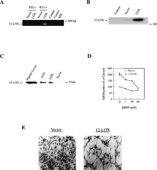 Fig. 5. Stimulation of endothelial cell migration and tubelike differentiation by the overexpression of 12-LOX in endothelial cells. / CD4 cells were transfected with a 12-LOX expression construct or an empty vector as a control. (A) Detection of 12-LOX mRNA expression by RT-PCR. Primers were the pair of the primers for the first round of PCR. The reaction was carried out for 30 cycles. Control, no RNA present in PCR or RT reaction mixtures as controls for the quality of PCR; RT(−), no reverse transcription present in RT reaction mixtures as controls for the possible contamination of DNA in RNA samples; RT(+), reverse transcription present. Vector, CD4 cells transfected with pcDNA 3.1; LOX, CD4 cells transfected with pcDNA construct with 12-LOX cDNA insert. (B) Northern blot analysis of 12-LOX mRNA levels. Control, loading buffer as the blank control. (C) Analysis of 12-LOX expression at the protein level by immunoblot. (D) Increased cell migration in CD4 12-LOX transfectants. The migration assay was performed as detailed in “Materials and methods” using CD4 cells transfected with pcDNA (open circle) or pcDNA 12-LOX construct (filled circle). Data point, mean from 30 fields counted; bars, SE. The migration assay was repeated for 3 times with similar results. (E) Increased formation of tubelike structures in CD4 12-LOX transfectants. Left panel, vector control; right panel, 12-LOX transfected CD4 cells.