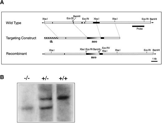 Fig. 1. CD69 gene disruption by homologous recombination. / (A) Schematic representation of the partial restriction maps of the mouse genomic CD69 locus, the targeting construct, and the targeted allele. The exons of the wild-type CD69 gene are shown as solid bars, boundaries of homology between the wild-type gene and the targeting construct are denoted by thin lines. (B) Southern blot analysis of BamHI-digested tail DNA from wild-type (+/+) and heterozygous (+/−) or homozygous (-/-) CD69 mice were analyzed with a 2-kb HindIII-EcoRI fragment from the genomic Xba-EcoRI fragment mapping 5′of the targeting construct. The unmutated CD69 gene produced a 12-kb fragment, whereas the mutated allele results in a 9-kb fragment. (C) CD69 expression in wild-type, CD69 (+/−), and in CD69 (-/-) mice. Flow cytometry analysis of CD69 expression in thymus from wild type (+/+), heterozygous(+/−), or homozygous (-/-) CD69 mutant mice. (D) CD69 expression in spleen, lymph node, and peripheral blood lymphocytes from wild type (+/+) or CD69 (-/-) mutant mice. Cells were activated with PMA at 10 ng/mL for 15 hours. Cells were double-stained with anti-CD69 and anti-CD2 labeled monoclonal antibodies and analyzed by flow cytometry.