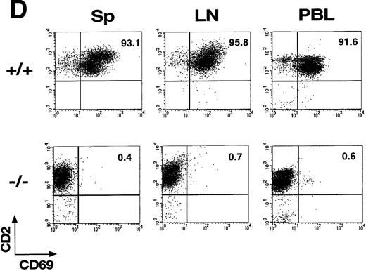 Fig. 1. CD69 gene disruption by homologous recombination. / (A) Schematic representation of the partial restriction maps of the mouse genomic CD69 locus, the targeting construct, and the targeted allele. The exons of the wild-type CD69 gene are shown as solid bars, boundaries of homology between the wild-type gene and the targeting construct are denoted by thin lines. (B) Southern blot analysis of BamHI-digested tail DNA from wild-type (+/+) and heterozygous (+/−) or homozygous (-/-) CD69 mice were analyzed with a 2-kb HindIII-EcoRI fragment from the genomic Xba-EcoRI fragment mapping 5′of the targeting construct. The unmutated CD69 gene produced a 12-kb fragment, whereas the mutated allele results in a 9-kb fragment. (C) CD69 expression in wild-type, CD69 (+/−), and in CD69 (-/-) mice. Flow cytometry analysis of CD69 expression in thymus from wild type (+/+), heterozygous(+/−), or homozygous (-/-) CD69 mutant mice. (D) CD69 expression in spleen, lymph node, and peripheral blood lymphocytes from wild type (+/+) or CD69 (-/-) mutant mice. Cells were activated with PMA at 10 ng/mL for 15 hours. Cells were double-stained with anti-CD69 and anti-CD2 labeled monoclonal antibodies and analyzed by flow cytometry.