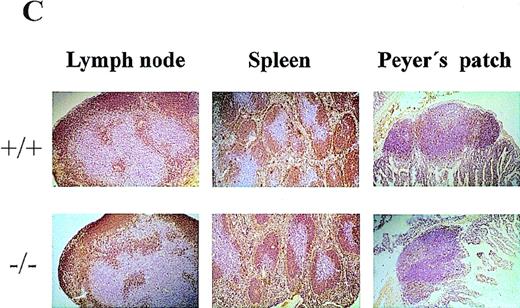 Fig. 2. Lymphocyte subpopulation analysis in CD69 (-/-) and wild-type mice. / Cells from lymphoid organs were obtained from CD69 (-/-) mice and wild-type littermate controls, then immunofluorescently stained and analyzed using flow cytometry. (A, B) CD3 expression on thymocytes and CD4 and CD8 markers on thymocytes, splenocytes, and lymph node cells. Numbers indicate the percentage of lymphoid populations. Data from a single mouse are shown, they are representative of more than five mice per group and from more than one litter. (C) Immunochemical analysis of lymphoid organs from CD69 (-/-) mice. Frozen sections of lymph nodes and spleens from unimmunized mice were immunostained for immunoglobulin M. Peyer's patches obtained from mice 10 days after challenge by intraperitoneal injection of 10 μg of alum absorbed 2,4-dinitrophenyl-keyhole limpet hemocyanin mice were stained with anti-CD5.
