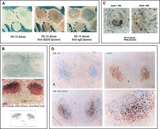Fig. 1. Detection of 29-15–positive (29-15+) germinal center (GC) B cells. / (A) The immunohistochemical analysis was carried out on Peyer's patches with the 29-15 monoclonal antibody (mAb) and alkaline phosphatase (ALP) antirat Ig antibody (Ab). Positive cells, stained with Vector Blue ALP substrate, appear in the central area . The strong signal in the surrounding area is in intestinal villi containing nonspecific endogenous ALP activity. For 2-color staining, the sections were further stained with either biotin–anti-B220 mAb or biotin–anti-IgD mAb followed by horseradish peroxidase-streptavidin in combination with 3,3′-diaminobenzidine tetrahydrochloride. (B) The sections of the GC area from mice immunized with sheep red blood cells (SRBC) were stained with PNA, anti-bromodeoxyuridine, and the 29-15 mAb in combination with the individual colors. The upper panel shows hematoxylin staining of the GC area and the central artery (CA). The middle panel shows 3-color staining, indicating 29-15+PNA-positive (PNA+) cells. The lower panel indicates the location of 29-15+PNA+ cells. (C) The sections from Bcl6-positive (Bc6+/+) reconstitution marrow (RM) and Bcl6-negative (Bc5−/−) RM after immunization were doubly stained with the 29-15 mAb and PNA. No 29-15+PNA+ cells were observed in Bcl6−/− RM. (D) Sections from SRBC-immunized mice were analyzed with the 29-15 mAb (blue) and anti-CR1 mAb (brown). Two-color staining shows the close contact of 29-15+ cells with CR1-positive follicular dendritic cells (FDC). The magnification in the photomicrograph at the lower left is × 125; that in the photomicrograph at the lower right is × 320.