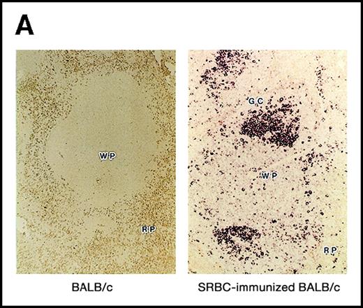 Fig. 2. Structure of the GANP protein. / (A) Sections of spleens from SRBC-immunized and nonimmunized BALB/c mice were hybridized with the ganp antisense probe. The white pulp area (WP), red pulp area (RP), and GC area are indicated. (B) Deduced amino acid sequence of the ganp-encoded protein (sequence data available from the European Molecular Biology Laboratory; accession number AJ006590). (C) Schematic representation of the murine GANP protein. The region homologous to SAC3 and Map80, nuclear localization sequences (NLSs), and coiled-coil regions are indicated. The 4 LXXLL motifs are indicated by black.