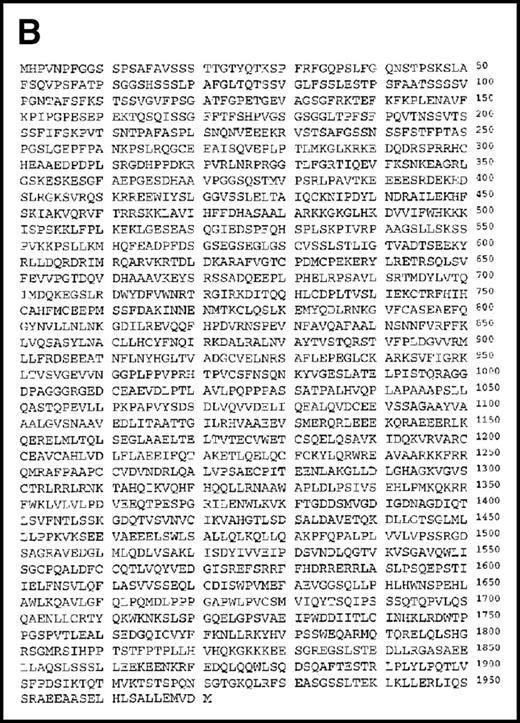 Fig. 2. Structure of the GANP protein. / (A) Sections of spleens from SRBC-immunized and nonimmunized BALB/c mice were hybridized with the ganp antisense probe. The white pulp area (WP), red pulp area (RP), and GC area are indicated. (B) Deduced amino acid sequence of the ganp-encoded protein (sequence data available from the European Molecular Biology Laboratory; accession number AJ006590). (C) Schematic representation of the murine GANP protein. The region homologous to SAC3 and Map80, nuclear localization sequences (NLSs), and coiled-coil regions are indicated. The 4 LXXLL motifs are indicated by black.