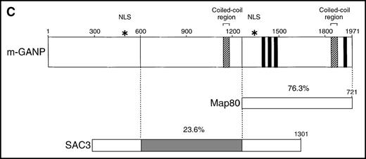 Fig. 2. Structure of the GANP protein. / (A) Sections of spleens from SRBC-immunized and nonimmunized BALB/c mice were hybridized with the ganp antisense probe. The white pulp area (WP), red pulp area (RP), and GC area are indicated. (B) Deduced amino acid sequence of the ganp-encoded protein (sequence data available from the European Molecular Biology Laboratory; accession number AJ006590). (C) Schematic representation of the murine GANP protein. The region homologous to SAC3 and Map80, nuclear localization sequences (NLSs), and coiled-coil regions are indicated. The 4 LXXLL motifs are indicated by black.