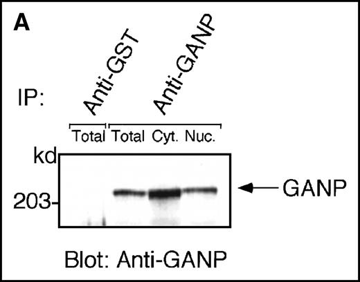 Fig. 3. Characterization of the GANP protein. / (A) The GANP protein is detected as a 210-kd protein in cytoplasmic and nuclear fractions from WEHI-231 by Western blot analysis after immunoprecipitation with the anti-GANP 42-23 mAb. Anti-glutathione-S-transferase (GST) mAb was used as an isotype-matched control mAb. (B) Spleen B cells from normal BALB/c mice were stimulated with F(ab′)2 of goat anti-μ Ab (10 μg/mL) and anti-CD40 mAb (10 μg/mL) for 48 hours and stained with the anti-GANP 29-15 mAb. The upper panel shows the profile of the cytoplasmic staining analyzed by the flow cytometry (FACScan). After permeabilization, cells were stained with the 29-15 mAb followed by fluorescein isothiocyanate-conjugated anti-κ. Two-color staining with phycoerythrin-B220 mAb showed the increase of GANP in B220-positive B cells. The lower panel shows cytostaining on the smears with the 29-15 mAb in combination with ALP-antirat Ig. (C) Reverse transcriptase-polymerase chain reaction assay showed the up-regulation of ganp messenger RNA in B cells stimulated with antimouse μ Ab and anti-CD40 in vitro. HPRT was used as a control to confirm the amount of each template. (D) The cell lysate was prepared from unstimulated (left) or stimulated (right) cells and subjected to anti-GANP immunoprecipitation. In vitro kinase reaction was carried out for 10 minutes with the anti-GANP 42-23 immunoprecipitates in the presence of γ-adenosine triphosphate labeled with phosphorous 32. Phosphorylation on the proteins was detected by autoradiography after separation with sodium dodecyl sulfate-polyacrylamide gel electrophoresis (SDS-PAGE). Arrow indicates the position of phosphorylated GANP.
