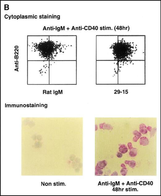 Fig. 3. Characterization of the GANP protein. / (A) The GANP protein is detected as a 210-kd protein in cytoplasmic and nuclear fractions from WEHI-231 by Western blot analysis after immunoprecipitation with the anti-GANP 42-23 mAb. Anti-glutathione-S-transferase (GST) mAb was used as an isotype-matched control mAb. (B) Spleen B cells from normal BALB/c mice were stimulated with F(ab′)2 of goat anti-μ Ab (10 μg/mL) and anti-CD40 mAb (10 μg/mL) for 48 hours and stained with the anti-GANP 29-15 mAb. The upper panel shows the profile of the cytoplasmic staining analyzed by the flow cytometry (FACScan). After permeabilization, cells were stained with the 29-15 mAb followed by fluorescein isothiocyanate-conjugated anti-κ. Two-color staining with phycoerythrin-B220 mAb showed the increase of GANP in B220-positive B cells. The lower panel shows cytostaining on the smears with the 29-15 mAb in combination with ALP-antirat Ig. (C) Reverse transcriptase-polymerase chain reaction assay showed the up-regulation of ganp messenger RNA in B cells stimulated with antimouse μ Ab and anti-CD40 in vitro. HPRT was used as a control to confirm the amount of each template. (D) The cell lysate was prepared from unstimulated (left) or stimulated (right) cells and subjected to anti-GANP immunoprecipitation. In vitro kinase reaction was carried out for 10 minutes with the anti-GANP 42-23 immunoprecipitates in the presence of γ-adenosine triphosphate labeled with phosphorous 32. Phosphorylation on the proteins was detected by autoradiography after separation with sodium dodecyl sulfate-polyacrylamide gel electrophoresis (SDS-PAGE). Arrow indicates the position of phosphorylated GANP.