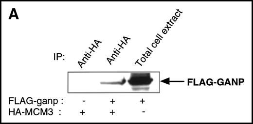 Fig. 4. Physical association between GANP and MCM3. / (A) Association of MCM3 and GANP in cells in vivo. COS7 cells were transfected with complementary DNA (cDNA) constructs of both HA-MCM3 and FLAG-ganp. The NP-40 cell lysates were immunoprecipitated with anti-HA Ab, and Western blot analysis was carried out with anti-FLAG mAb to detect GANP. The transfectants with the single cDNA constructs were used as the negative control. (B) The cell lysate from WEHI-231 was immunoprecipitated with anti-GST, anti-GANP 42-23, or anti-MCM3 Ab. After separation by SDS-PAGE, the proteins were electrophoretically transferred to a membrane and probed with anti-MCM3 Ab. (C, left panel) In vitro kinase reactions were carried out with the anti-GANP immunoprecipitates washed with either NP-40 washing buffer or radioimmunoprotein-assay (RIPA) buffer. After the kinase reaction, the phosphorylated sample was washed further with the RIPA buffer and reimmunoprecipitated. The anti-GST immunoprecipitate was used as the negative control. (C, middle panel) Anti-GST, anti-GANP 42-23, and anti-MCM3 immunoprecipitates from WEHI-231 cell lysates were subjected to in vitro kinase assay. Normal rabbit serum was used as the control for anti-MCM3 Ab. The samples were separated by 7% SDS-PAGE. The bands corresponding to the sizes of GANP and MCM3 are indicated by arrows. (C, right panel) V8 cleavage mapping of 210-kd bands showed an identical cleavage pattern. As the control, an irrelevant V8-digested protein was separated in parallel. (D) Double staining with anti-MCM3 Ab and anti-CR1 mAb, or with PNA, was performed. The expression of MCM3 was up-regulated in the GC area.