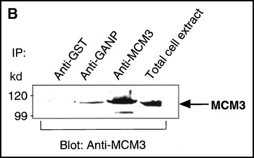 Fig. 4. Physical association between GANP and MCM3. / (A) Association of MCM3 and GANP in cells in vivo. COS7 cells were transfected with complementary DNA (cDNA) constructs of both HA-MCM3 and FLAG-ganp. The NP-40 cell lysates were immunoprecipitated with anti-HA Ab, and Western blot analysis was carried out with anti-FLAG mAb to detect GANP. The transfectants with the single cDNA constructs were used as the negative control. (B) The cell lysate from WEHI-231 was immunoprecipitated with anti-GST, anti-GANP 42-23, or anti-MCM3 Ab. After separation by SDS-PAGE, the proteins were electrophoretically transferred to a membrane and probed with anti-MCM3 Ab. (C, left panel) In vitro kinase reactions were carried out with the anti-GANP immunoprecipitates washed with either NP-40 washing buffer or radioimmunoprotein-assay (RIPA) buffer. After the kinase reaction, the phosphorylated sample was washed further with the RIPA buffer and reimmunoprecipitated. The anti-GST immunoprecipitate was used as the negative control. (C, middle panel) Anti-GST, anti-GANP 42-23, and anti-MCM3 immunoprecipitates from WEHI-231 cell lysates were subjected to in vitro kinase assay. Normal rabbit serum was used as the control for anti-MCM3 Ab. The samples were separated by 7% SDS-PAGE. The bands corresponding to the sizes of GANP and MCM3 are indicated by arrows. (C, right panel) V8 cleavage mapping of 210-kd bands showed an identical cleavage pattern. As the control, an irrelevant V8-digested protein was separated in parallel. (D) Double staining with anti-MCM3 Ab and anti-CR1 mAb, or with PNA, was performed. The expression of MCM3 was up-regulated in the GC area.