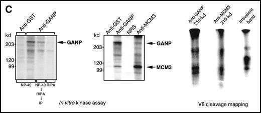 Fig. 4. Physical association between GANP and MCM3. / (A) Association of MCM3 and GANP in cells in vivo. COS7 cells were transfected with complementary DNA (cDNA) constructs of both HA-MCM3 and FLAG-ganp. The NP-40 cell lysates were immunoprecipitated with anti-HA Ab, and Western blot analysis was carried out with anti-FLAG mAb to detect GANP. The transfectants with the single cDNA constructs were used as the negative control. (B) The cell lysate from WEHI-231 was immunoprecipitated with anti-GST, anti-GANP 42-23, or anti-MCM3 Ab. After separation by SDS-PAGE, the proteins were electrophoretically transferred to a membrane and probed with anti-MCM3 Ab. (C, left panel) In vitro kinase reactions were carried out with the anti-GANP immunoprecipitates washed with either NP-40 washing buffer or radioimmunoprotein-assay (RIPA) buffer. After the kinase reaction, the phosphorylated sample was washed further with the RIPA buffer and reimmunoprecipitated. The anti-GST immunoprecipitate was used as the negative control. (C, middle panel) Anti-GST, anti-GANP 42-23, and anti-MCM3 immunoprecipitates from WEHI-231 cell lysates were subjected to in vitro kinase assay. Normal rabbit serum was used as the control for anti-MCM3 Ab. The samples were separated by 7% SDS-PAGE. The bands corresponding to the sizes of GANP and MCM3 are indicated by arrows. (C, right panel) V8 cleavage mapping of 210-kd bands showed an identical cleavage pattern. As the control, an irrelevant V8-digested protein was separated in parallel. (D) Double staining with anti-MCM3 Ab and anti-CR1 mAb, or with PNA, was performed. The expression of MCM3 was up-regulated in the GC area.