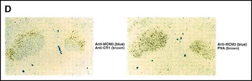 Fig. 4. Physical association between GANP and MCM3. / (A) Association of MCM3 and GANP in cells in vivo. COS7 cells were transfected with complementary DNA (cDNA) constructs of both HA-MCM3 and FLAG-ganp. The NP-40 cell lysates were immunoprecipitated with anti-HA Ab, and Western blot analysis was carried out with anti-FLAG mAb to detect GANP. The transfectants with the single cDNA constructs were used as the negative control. (B) The cell lysate from WEHI-231 was immunoprecipitated with anti-GST, anti-GANP 42-23, or anti-MCM3 Ab. After separation by SDS-PAGE, the proteins were electrophoretically transferred to a membrane and probed with anti-MCM3 Ab. (C, left panel) In vitro kinase reactions were carried out with the anti-GANP immunoprecipitates washed with either NP-40 washing buffer or radioimmunoprotein-assay (RIPA) buffer. After the kinase reaction, the phosphorylated sample was washed further with the RIPA buffer and reimmunoprecipitated. The anti-GST immunoprecipitate was used as the negative control. (C, middle panel) Anti-GST, anti-GANP 42-23, and anti-MCM3 immunoprecipitates from WEHI-231 cell lysates were subjected to in vitro kinase assay. Normal rabbit serum was used as the control for anti-MCM3 Ab. The samples were separated by 7% SDS-PAGE. The bands corresponding to the sizes of GANP and MCM3 are indicated by arrows. (C, right panel) V8 cleavage mapping of 210-kd bands showed an identical cleavage pattern. As the control, an irrelevant V8-digested protein was separated in parallel. (D) Double staining with anti-MCM3 Ab and anti-CR1 mAb, or with PNA, was performed. The expression of MCM3 was up-regulated in the GC area.