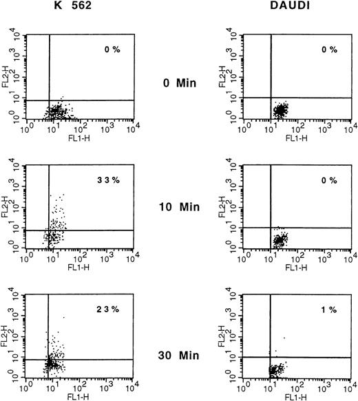 Fig. 4. Comparative analysis of membrane PAF-receptor expression on K562 and Daudi cells. / A representative experiment is shown. K562 and Daudi cells were analyzed before and after 10 and 30 minutes of NK cell attack, stained with anti–PAF-receptor mAb detected with phosphatidylethanolamine (PE)–goat antimouse antibody and with FITC-conjugated antiglycophorin (K562) or anti-CD19 (Daudi). Data are displayed as dot plots, and PAF-receptor expression was analyzed only on glycophorin (K562) and CD19 (Daudi) positive cells. Only a limited number of double-labeled and viable target cells could be analyzed (ie, 5.102), owing to the expected rapid NK-mediated induced–target-cell lysis. Cells that are double-stained with corresponding PE- and FITC-conjugated antibodies are represented in the upper right quadrant.