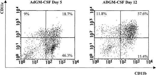 Fig. 5. Major effect of granulocyte-macrophage colony-stimulating factor (GM-CSF) on macrophages at earlier times in the lung. / In a separate experiment, mononuclear cells were isolated from mice receiving phosphate-buffered saline, Addl70-3, or adenoviral gene vector expressing murine GM-CSF (AdGM-CSF) at day 5 and immunostained in the exact same way as described in Figure 1. A parallel comparison analysis was carried out between the AdGM-CSF day 5 group and the AdGM-CSF day 12 group. R1 region cells as defined in Figure 1 were expressed in dot plot based on CD11b and CD11c expression. The number marked on each corner represents the percentage of a given phenotype out of total R1 region.