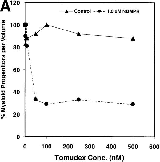 Fig. 2. NBMPR-induced potentiation of Tomudex and LY231514 cytotoxicity in control murine myeloid progenitor cells. / Murine bone marrow cells were transduced with a control retroviral vector expressing only GFP. Transduced cells were treated in growth medium supplemented with 15% dialyzed FBS, myeloid cytokines, 1 μmol/L thymidine, and 100 μmol/L hypoxanthine. Varying concentrations of Tomudex (0 to 500 nmol/L) (A) or LY231514 (0 to 1000 nmol/L) (B) were added to culture media in the presence or absence of 1 μmol/L NBMPR. After 4 days of drug treatment, the volume equivalent 1 × 105 BM cells from control untreated cultures were washed and plated in 3 mL drug-free methylcellulose semisolid media. Myeloid progenitor colony counts were determined 7 days later by scoring colonies with more than 50 cells. Progenitor contents of the drug-treated cultures are expressed as a percentage of the colony number observed in untreated cultures.