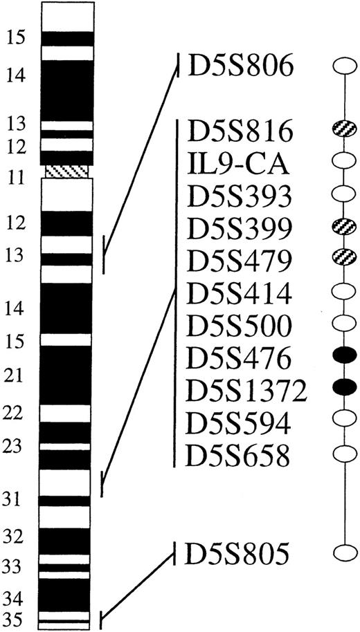 Fig. 1. Allelotype results for AML case 24. / Markers are shown in order from centromere (top) to telomere (bottom), with their approximate cytogenetic band locations indicated on the chromosome 5 histogram. Filled oval, marker is informative with loss of heterozygosity; open oval, marker is informative with no loss; hatched oval, marker is not informative.