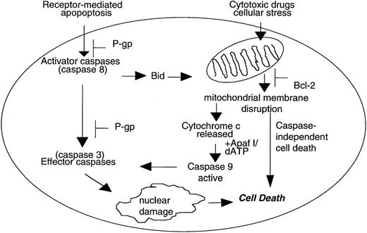 Fig. 1. Caspase-dependent and caspase-independent mechanisms of cell death. / Caspase-dependent apoptosis induced by death-receptor ligation can act independently of the mitochondria and is inhibited by P-glycoprotein (P-gp) at the level of caspase-8 and caspase-3 activation. In contrast, some cytotoxic drugs induce the disruption of mitochondrial membrane potential (ΔΨm), release of cytochrome c, and subsequent activation of caspase-9. In addition, disruption of ΔΨm can also lead to caspase-independent cell death that is not inhibited by P-gp.