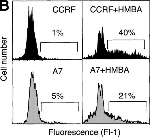 Fig. 3. Hexamethylene bisacetamide (HMBA)-induced nuclear damage indicative of apoptosis. / (A) CCRF and A7 CEM cells were untreated or cultured for 48 hours with 10 mmol/L HMBA or for 4 hours with 100 ng/mL anti-Fas antibody (CH-11). Genomic DNA was extracted and run on a 2% agarose gel. CCRF and A7 CEM cells were treated for 48 hours with 10 mmol/L HMBA and assayed by TUNEL for DNA fragmentation as denoted by an increase in mean channel fluorescence (B) and Hoechst 33 258 staining (C) for chromatin condensation. The percentage of TUNEL-positive cells are shown above each histogram, and cells displaying chromatin condensation are indicated by an arrow. Lysates from CCRF and A7 cells treated for 72 hours with 0-20 mmol/L HMBA were separated by SDS-PAGE, and Western blots were performed using polyclonal anti-PARP antibody (D). The active form of PARP migrates as a 118-kD protein and cleaved to an inactive form of approximately 89 kd.