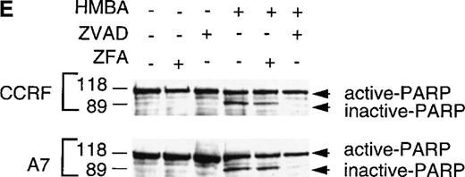 Fig. 4. Hexamethylene bisacetamide (HMBA)-induced caspase-independent cell death. / CCRF (A, C) and A7 (B, D) CEM cells were treated with 10 mmol/L HMBA or 5 ng/mL vincristine (Vin) for 48 hours. In some wells, cells were pre-incubated for 4 hours with 40 μmol/L ZFA-fmk or ZVAD-fmk. Cells were assayed by trypan blue exclusion as described in “Materials and methods” (A, B) or were stained with Hoechst 33 258 and visualized by confocal microscopy and scored for apoptotic nuclei as described in “Materials and methods” (C, D). Protein lystates were prepared from cells treated as above and separated by SDS-PAGE. Western blots were performed using polyclonal anti-PARP antibody (e). The active 118-kD and inactive 89-kD forms of PARP are indicated.