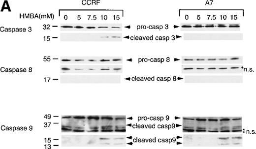 Fig. 5. Hexamethylene bisacetamide (HMBA)-stimulated activation of caspase 9. / CCRF and A7 CEM cells were treated with (A) 0-15 mmol/L HMBA for 72 hours or (B) 100 ng/mL anti-Fas antibody (CH-11) for 12 hours. Protein lystates were separated by SDS/PAGE, and Western blots were performed using anti-caspase-3 (Caspase 3), anti-caspase-8 monoclonal antibody (Caspase 8), and anti-caspase-9 polyclonal antibody (Caspase 9). The inactive (pro) and active (cleaved) forms of caspases-3, -8, and -9 are indicated. Nonspecific protein bands are denoted by an asterisk.