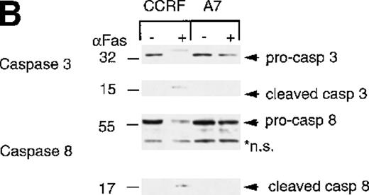 Fig. 5. Hexamethylene bisacetamide (HMBA)-stimulated activation of caspase 9. / CCRF and A7 CEM cells were treated with (A) 0-15 mmol/L HMBA for 72 hours or (B) 100 ng/mL anti-Fas antibody (CH-11) for 12 hours. Protein lystates were separated by SDS/PAGE, and Western blots were performed using anti-caspase-3 (Caspase 3), anti-caspase-8 monoclonal antibody (Caspase 8), and anti-caspase-9 polyclonal antibody (Caspase 9). The inactive (pro) and active (cleaved) forms of caspases-3, -8, and -9 are indicated. Nonspecific protein bands are denoted by an asterisk.