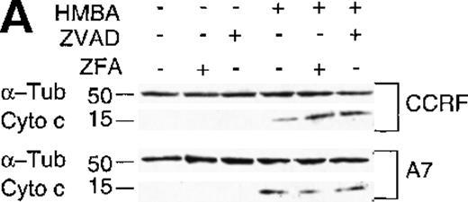 Fig. 6. Hexamethylene bisacetamide (HMBA) stimulates the release of mitochondrial cytochrome c and loss of Bcl-2. / (A) Cytosolic extracts from CCRF and A7 CEM cells either untreated or treated with 10 mmol/L HMBA for 72 hours were separated by SDS/PAGE, and Western blots were performed using anti-cytochrome c monoclonal antibody (mAb) that migrates at approximately 15 kd. The same blots were reprobed with anti-α-Tubulin mAb denoted by a band of approximately 50 kd. In some wells, cells were pre-incubated for 4 hours with 40 μmol/L ZFA-fmk or ZVAD-fmk. (B) CCRF and A7 CEM cells were either untreated or treated with 10 mmol/L HMBA for 72 hours. In some wells, cells were pre-incubated for 4 hours with 40 mmol/L ZFA-fmk or ZVAD-fmk. Protein lystates were separated by SDS/PAGE, and Western blots were performed using anti-Bcl-2 mAb that detects a specific band of approximately 28 kd. The same blots were reprobed with anti-α-Tubulin mAb seen migrating as a 50-kD protein.