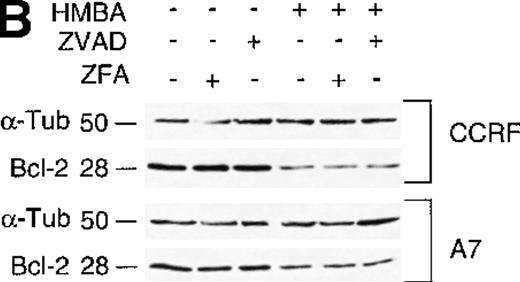 Fig. 6. Hexamethylene bisacetamide (HMBA) stimulates the release of mitochondrial cytochrome c and loss of Bcl-2. / (A) Cytosolic extracts from CCRF and A7 CEM cells either untreated or treated with 10 mmol/L HMBA for 72 hours were separated by SDS/PAGE, and Western blots were performed using anti-cytochrome c monoclonal antibody (mAb) that migrates at approximately 15 kd. The same blots were reprobed with anti-α-Tubulin mAb denoted by a band of approximately 50 kd. In some wells, cells were pre-incubated for 4 hours with 40 μmol/L ZFA-fmk or ZVAD-fmk. (B) CCRF and A7 CEM cells were either untreated or treated with 10 mmol/L HMBA for 72 hours. In some wells, cells were pre-incubated for 4 hours with 40 mmol/L ZFA-fmk or ZVAD-fmk. Protein lystates were separated by SDS/PAGE, and Western blots were performed using anti-Bcl-2 mAb that detects a specific band of approximately 28 kd. The same blots were reprobed with anti-α-Tubulin mAb seen migrating as a 50-kD protein.