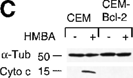 Fig. 7. Overexpression of Bcl-2 inhibits hexamethylene bisacetamide (HMBA)-mediated cell death. / (A) CEM and CEM-Bcl-2 cells were cultured with 10 mmol/L HMBA for 72 hours, and cell death was assayed by trypan blue exclusion. These data were calculated as the mean± SE of duplicate samples and are representative of at least three separate experiments. (B) After incubation with 0, 1, 5, 7.5, 10, and 15 mmol/L HMBA for 72 hours, cells were plated out in soft agar. Colonies were scored after 7 days in culture as described in “Materials and methods.” (C) Cytosolic lysates from CEM (lanes 1-2) or CEM-Bcl-2 (lanes 3-4) cells either untreated (lanes 1 and 3) or treated for 72 hours with 10 mmol/L HMBA (lanes 2 and 4) were separated by SDS/PAGE and Western blotted for cytochrome c (15-kD protein) and then α-Tubulin (50-kD protein).