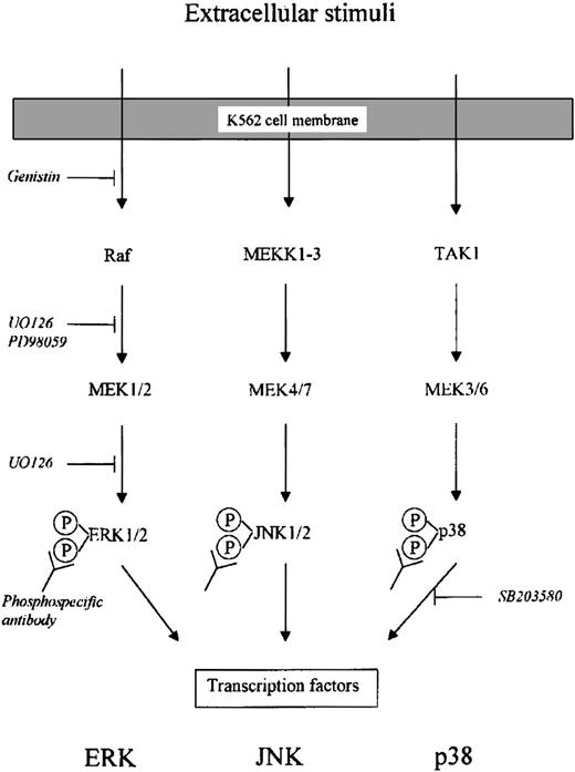 Fig. 1. Schematic drawing of intracellular MAP kinase signaling pathways. / Indicated are different inhibitors and antibodies used in this study.