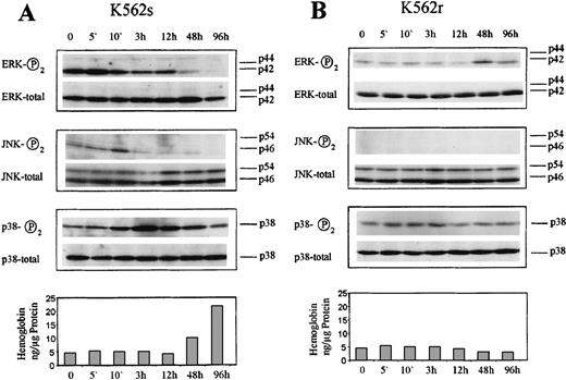 Fig. 2. Western blot analysis of the MAP kinase proteins ERK1/2, JNK1/2, and p38 in butyrate-treated K562 cells. / Cells were treated with butyrate for the various times indicated and harvested, and 20μg cell lysate was subjected to SDS-gel electrophoresis. After electroblotting, blots were incubated with specific antibodies against phosphorylated ERK1/2, JNK1/2, and p38, respectively, and detected by chemiluminescence. Blots were stripped and reprobed with antibodies against ERK1/2, JNK1/2, and p38, referred to as total in the figure. A shows blots of the butyrate-sensitive subline K562s. B shows blots of the butyrate-resistant subline K562r. Each experiment was repeated 4 times and similar results were obtained.