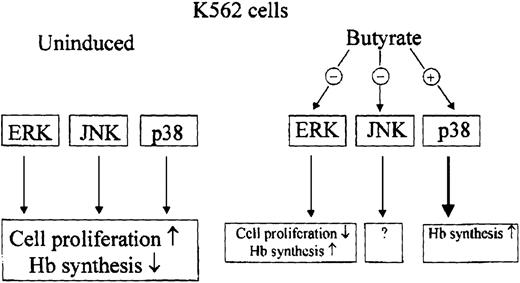 Fig. 7. Hypothetical model of butyrate action in cytodifferentiation of K562 cells.