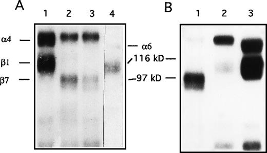 Fig. 1. Immunoprecipitation of integrins from NQ22 cells. / Approximately 2.5 × 107 cells were radiolabeled with 125I and extracted in lysis buffer. (A) Aliquots of the cell lysate were immunoprecipitated using the following antibodies: lane 1, anti-α4 (R1-2); lane 2, anti-β7 (M298); lane 3, anti-α4β7 (DATK-32); lane 4, anti-α6β1 (GoH3). (B) Sequential immunoprecipitations. NQ22 cell lysates were first depleted with 3 rounds of immunoprecipitation with anti-β7 (lane 1), followed by 3 rounds with anti-α4 (lane 2), and finally with the polyclonal anti-β1 antibody (lane 3). Samples were then analyzed by SDS-PAGE on a 7% gel under nonreducing conditions. The migration of standard molecular weight markers is shown in the center. The migration of integrin α and β chains is also indicated.