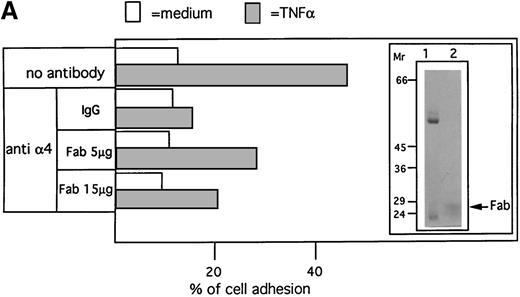 Fig. 6. Inhibition of cell adhesion by anti-4 Fab fragments does not inhibit VCAM-1 induction on endothelial cells. / (A) Confluent H-end80 monolayers were incubated with media alone or with media containing 10 ng/mL TNF-α for 16 hours and rinsed with DMEM. NQ22 cells (2 × 105) in DMEM were added for 20 minutes at 37°C under static conditions either in the absence or in the presence of PS/2 anti-integrin α4 subunit IgG (10 μg/mL) or Fab fragment (5 or 15 μg/mL). At the end of the incubation period, the nonadherent cells were removed as detailed in “Materials and methods.” The purity of the IgG and of the Fab fragment, analyzed by SDS-PAGE on a 10% gel under reducing conditions, is shown in the inset, lane 1 and lane 2, respectively. (B) Expression of VCAM-1 on H-end80 cells was evaluated after 7 hours of cocultivation with NQ22 cells obtained from infiltrated spleen either in the presence or in the absence of 50 μg/mL Fab fragment.