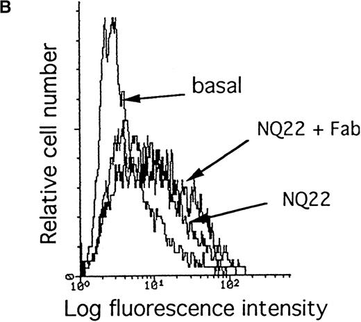 Fig. 6. Inhibition of cell adhesion by anti-4 Fab fragments does not inhibit VCAM-1 induction on endothelial cells. / (A) Confluent H-end80 monolayers were incubated with media alone or with media containing 10 ng/mL TNF-α for 16 hours and rinsed with DMEM. NQ22 cells (2 × 105) in DMEM were added for 20 minutes at 37°C under static conditions either in the absence or in the presence of PS/2 anti-integrin α4 subunit IgG (10 μg/mL) or Fab fragment (5 or 15 μg/mL). At the end of the incubation period, the nonadherent cells were removed as detailed in “Materials and methods.” The purity of the IgG and of the Fab fragment, analyzed by SDS-PAGE on a 10% gel under reducing conditions, is shown in the inset, lane 1 and lane 2, respectively. (B) Expression of VCAM-1 on H-end80 cells was evaluated after 7 hours of cocultivation with NQ22 cells obtained from infiltrated spleen either in the presence or in the absence of 50 μg/mL Fab fragment.